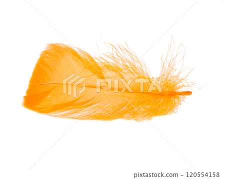 Orange fluffy feather isolated on the white background 120554158