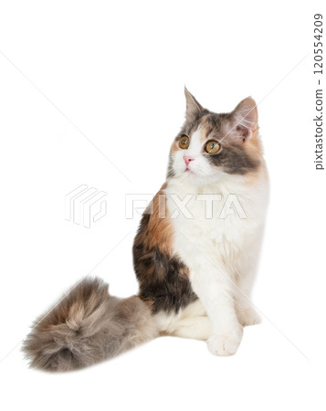 Bright fluffy funny cat isolated on the white background Bright fluffy funny cat isolated on the white background 120554209