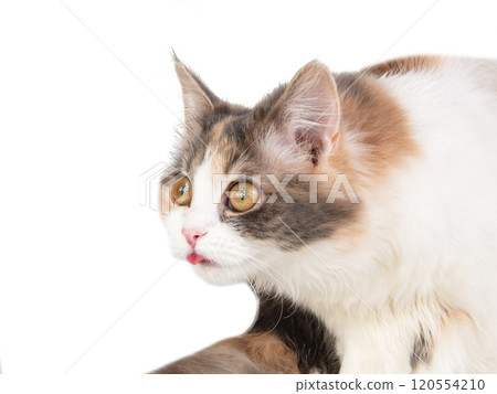 Bright fluffy funny cat isolated on the white background Bright fluffy funny cat isolated on the white background 120554210