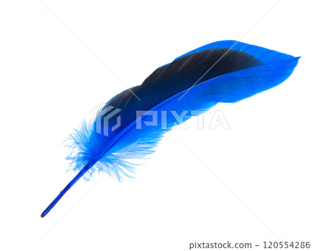 Decorated blue elegant feather isolated on the white background 120554286