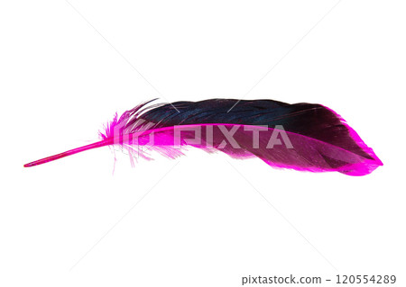 Decorated bird elegant feather isolated on the white background Decorated bird elegant feather isolated on the white background 120554289