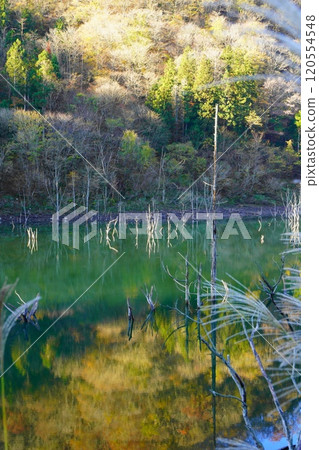 Autumn foliage at Tokuyama Dam Lake in late autumn 120554548