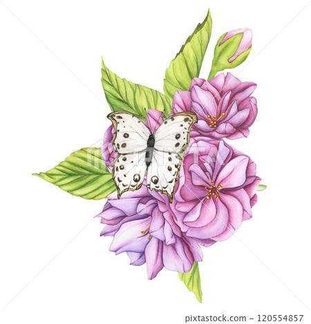 Pink cherry blossoms bouquet with a butterfly. Watercolor illustration Japanese sakura flowers botanical illustration. Template for Template for Valentine's Day, Women's Day and congratulations 120554857