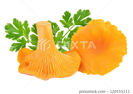 Chanterelle mushroom isolated on a white background 120555211