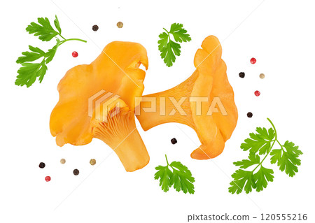 Chanterelle mushroom isolated on a white background. Top view. Flat lay Chanterelle mushroom isolated on a white background. Top view. Flat lay 120555216