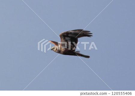 Flying juice 120555406