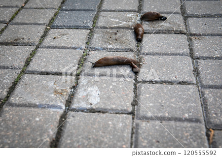 Invasive snails Arion lusitanicus. Paved pedestrian sidewalk 120555592