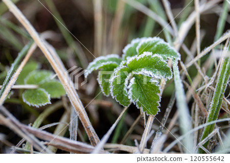 Frosted grass. Autumn, winter or spring. Weather change 120555642