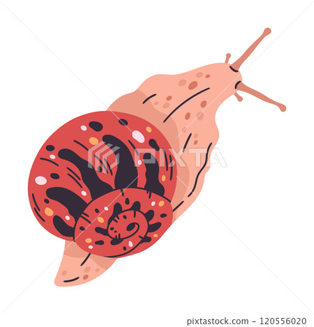 Garden snail. Cartoon slow gastropod, little mollusk inside spiral snail shell flat vector illustration. Colorful snail on white 120556020