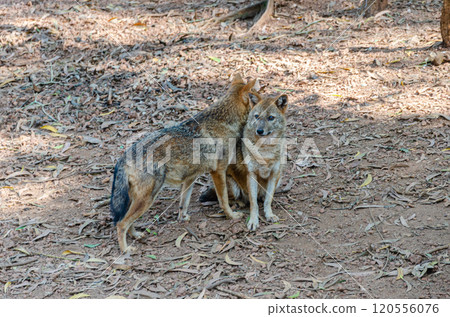 A pair of Jackals in a zoo 120556076