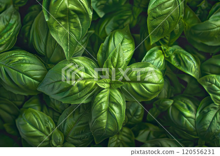 Basil leaves filling the frame. Close-up vibrant green basil leaves. 120556231