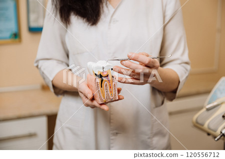 Dentist demonstrating tooth anatomy and cavity treatment with a dental model in a clinic setting 120556712