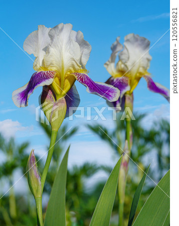 Vibrant Iris Flowers Against a Clear Blue Sky Vibrant Iris Flowers Against a Clear Blue Sky 120556821
