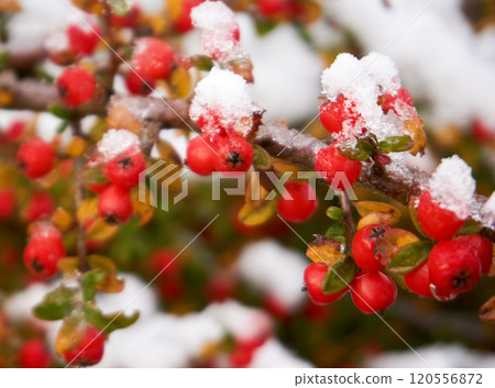 Christmas background with tree branches 120556872