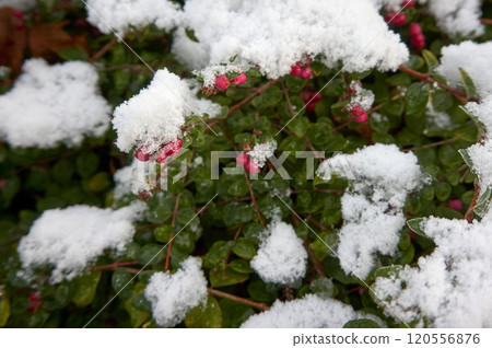 Christmas background with tree branches 120556876