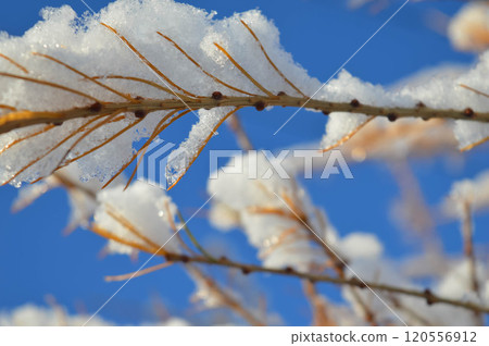 BEAUTIFUL WINTER photos with snow and icy branches with sun glare and leaves. High quality photo 120556912