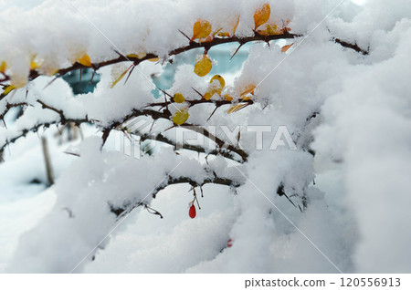 BEAUTIFUL WINTER photos with snow and icy branches with sun glare and leaves. High quality photo 120556913