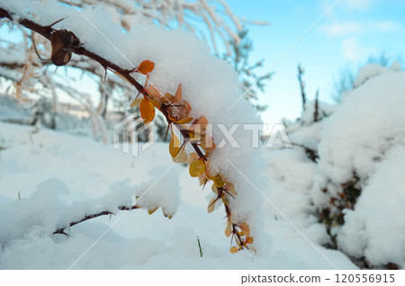 BEAUTIFUL WINTER photos with snow and icy branches with sun glare and leaves. High quality photo 120556915