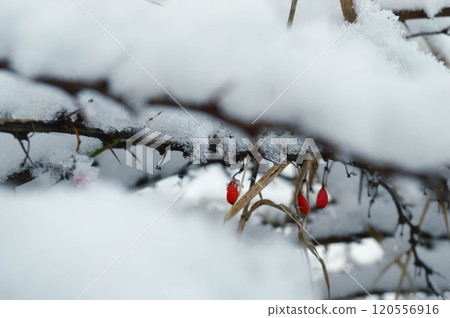 BEAUTIFUL WINTER photos with snow and icy branches with sun glare and leaves. High quality photo BEAUTIFUL WINTER photos with snow and icy branches with sun glare and leaves. High quality photo 120556916