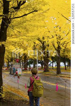 Hokkaido University ginkgo tree row 120557151