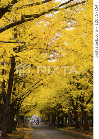 北海道大學銀杏樹排 120557154