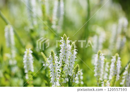 Salvia flowers Snow Hill 120557593