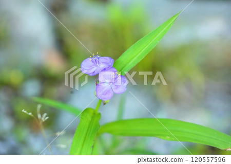 Refreshing Tradescantia repens flowers 120557596