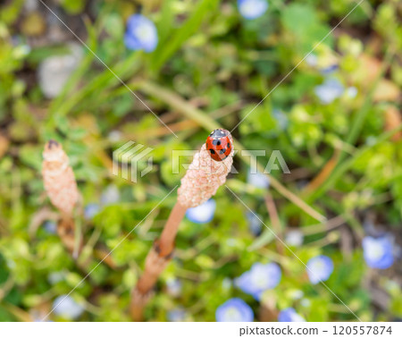 Spring landscape 120557874