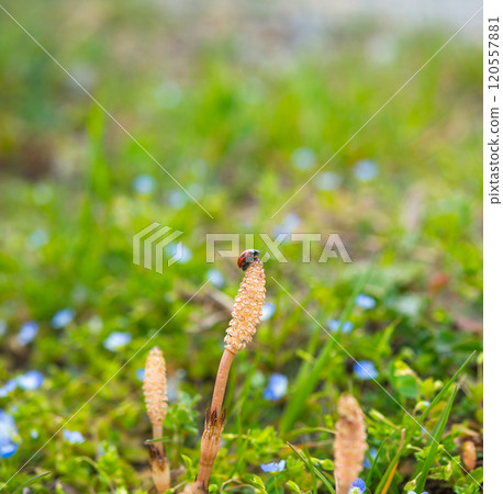 春天風景 120557881