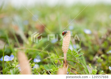 Spring landscape 120557888