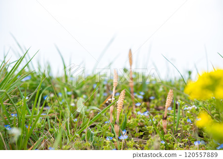 Spring landscape 120557889