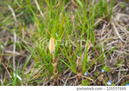 春天風景 120557899