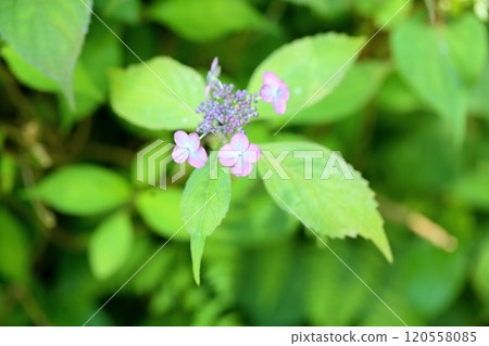 Flower of hydrangea Flower of Iyo Pref. 120558085