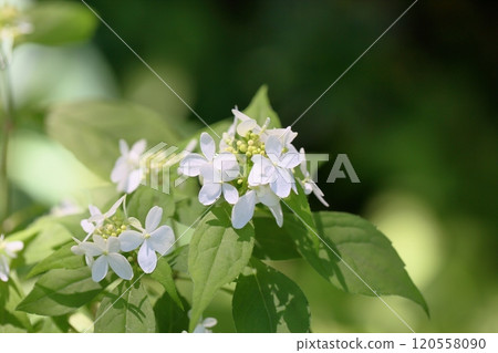 Hydrangea flowers Ietani Temari Hydrangea flowers Ietani Temari 120558090