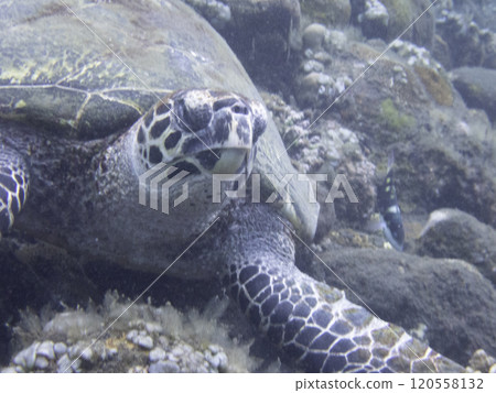 Timeri Timeri 120558132