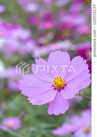 宇宙 宇宙 120558137