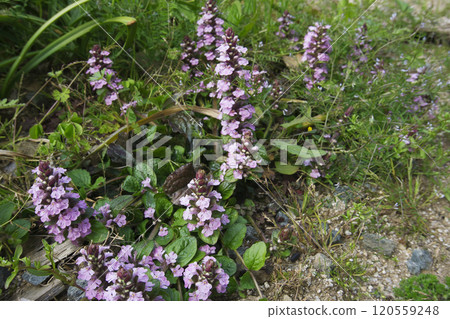 Pink ajuga flowers blooming in spring April grass field 120559248