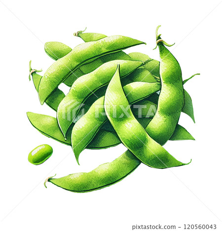 新鮮毛豆的寫實插圖|食材與日本食品設計材料 120560043