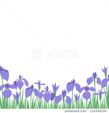 有大量紫色鳶尾花和鳶尾花盛開的方形景觀的向量圖 120560294