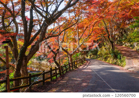 岩屋戶公園的紅葉（愛知縣瀨戶市） 120560700