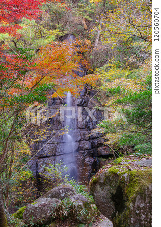 Seto Otaki waterfall in autumn (Iwayado Park, Seto City, Aichi Prefecture) 120560704