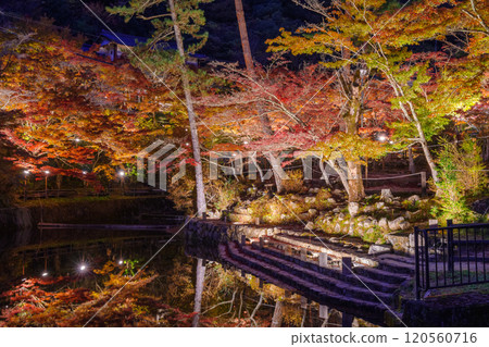 Illuminated autumn leaves at Iwayado Park (Seto City, Aichi Prefecture) 120560716