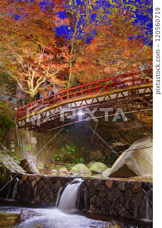 燈火通明的岩道公園、紅橋附近的秋葉（愛知縣瀨戶市） 120560719