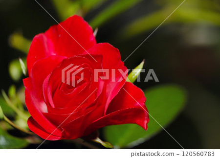 鮮紅玫瑰花肖像(戶外自然光微距特寫) 鮮紅玫瑰花肖像(戶外自然光微距特寫) 120560783