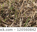 發芽的蕨菜 120560842