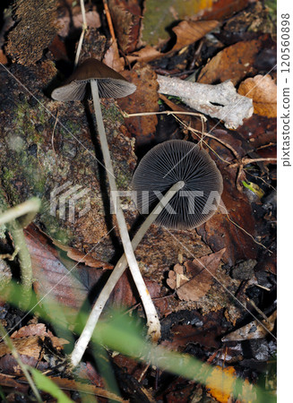 A full view of a Nayotake mushroom standing on its thin legs in a damp grove, with its gray-brown undersides (natural light + strobe macro close-up) A full view of a Nayotake mushroom standing on its thin legs in a damp grove, with its gray-brown undersides (natural light + strobe macro close-up) 120560898