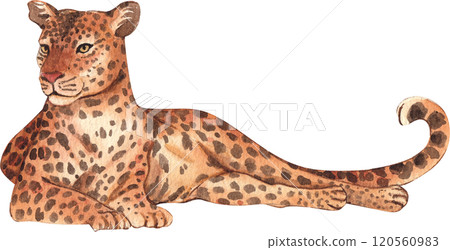 Leopard Wildlife watercolor hand drawn 120560983