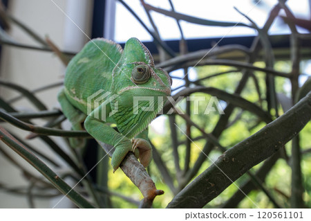 Green chameleon stands on a branch. Green chameleon stands on a branch. 120561101