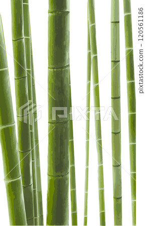 Watercolor bamboo forest illustration material (background/wallpaper) Watercolor bamboo forest illustration material (background/wallpaper) 120561186