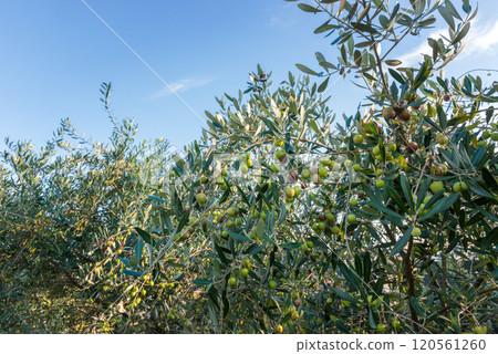 Olive trees with fruit, olive grove on a sunny day. Olive trees with fruit, olive grove on a sunny day. 120561260